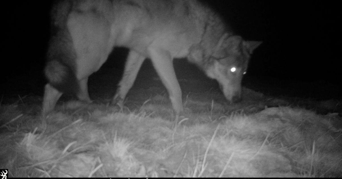 Meeting to kick off CPW wolf recovery draft in Colorado Springs on Thursday